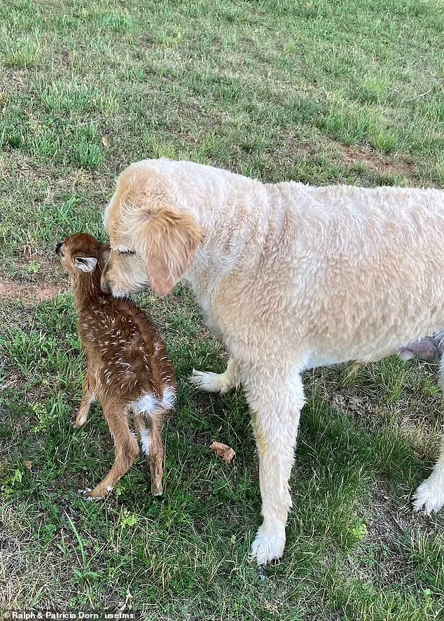 44355523-9697937-_Harley_didn_t_want_to_leave_the_fawn_the_dog_s_owner_Ralph_Dorn-a-3_1624038000090