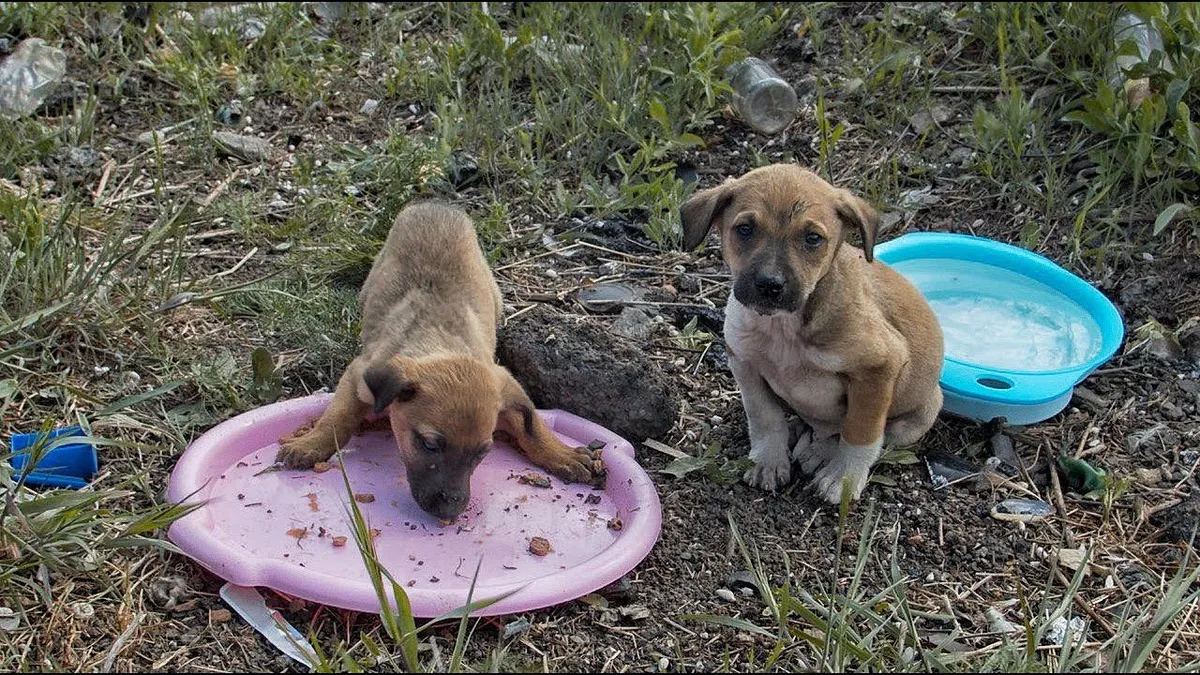 4 Puppies Found In A Box Next To The Highway Get The Owners They Deserve 1