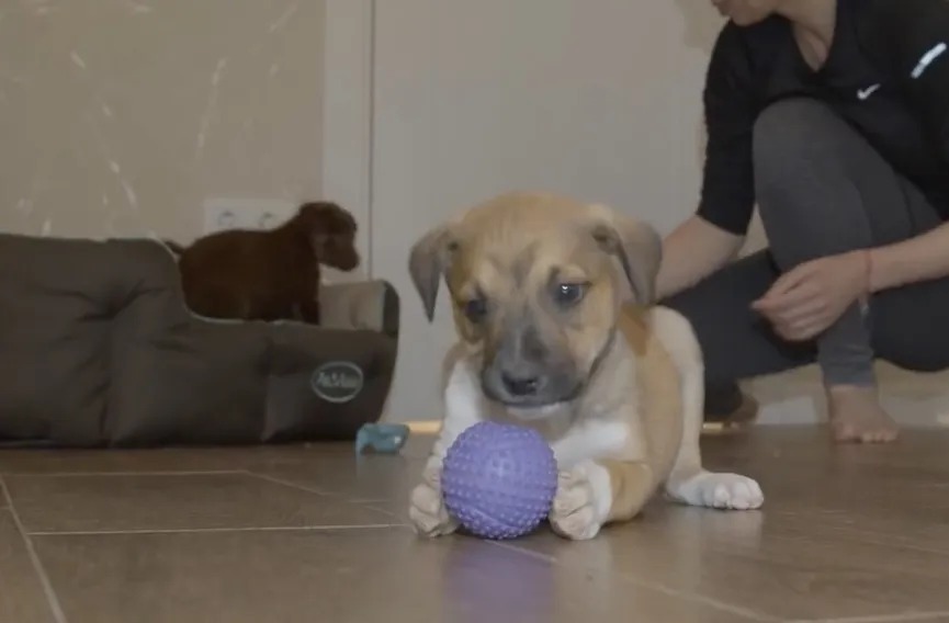 4 Puppies Found In A Box Next To The Highway Get The Owners They Deserve 5