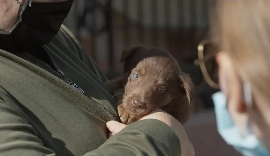 4 Puppies Found In A Box Next To The Highway Get The Owners They Deserve 8