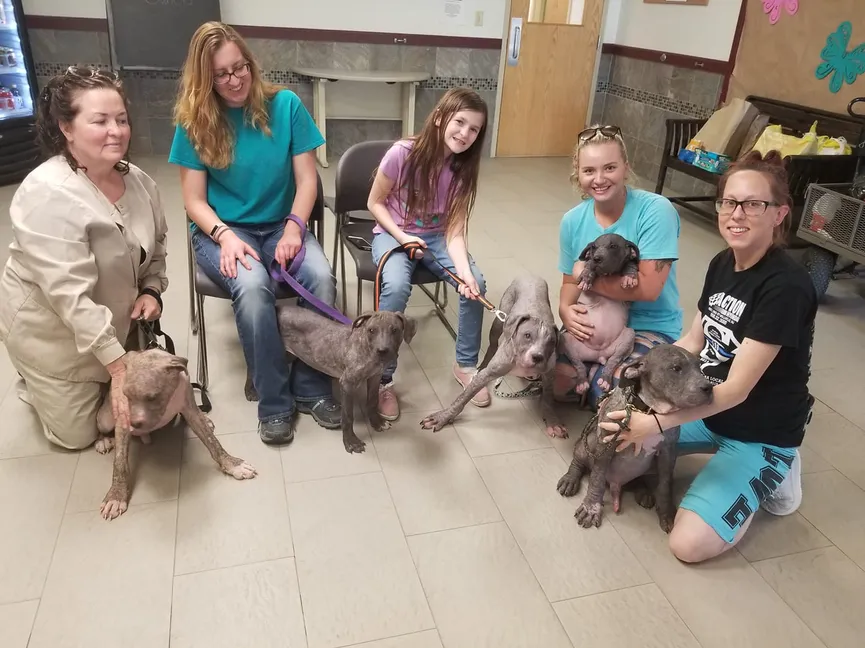 5 bald puppies found by the roadside greeted their rescuers with lots of kisses 5