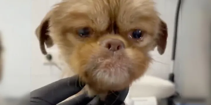 Abandoned puppy bursts into tears as he realizes he is being rescued 1