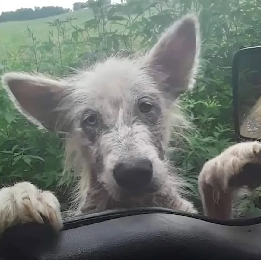 Achtergelaten en uitgehongerde hond benadert vrachtwagenchauffeur en smeekt om gered te worden 2