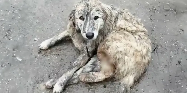 Achtergelaten hond met zware verwondingen krijgt eindelijk een thuis dat ze verdient 1