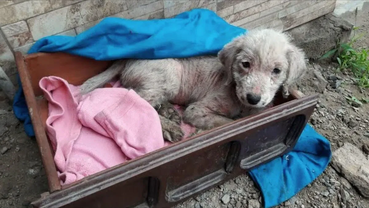 Achtergelaten puppy die 3 dagen in vrieskou heeft doorgebracht krijgt de hulp die ze nodig 1