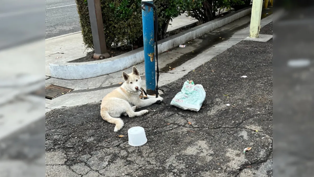 Beautiful white husky sat tied to pole for days until people with good hearts rescued him 1