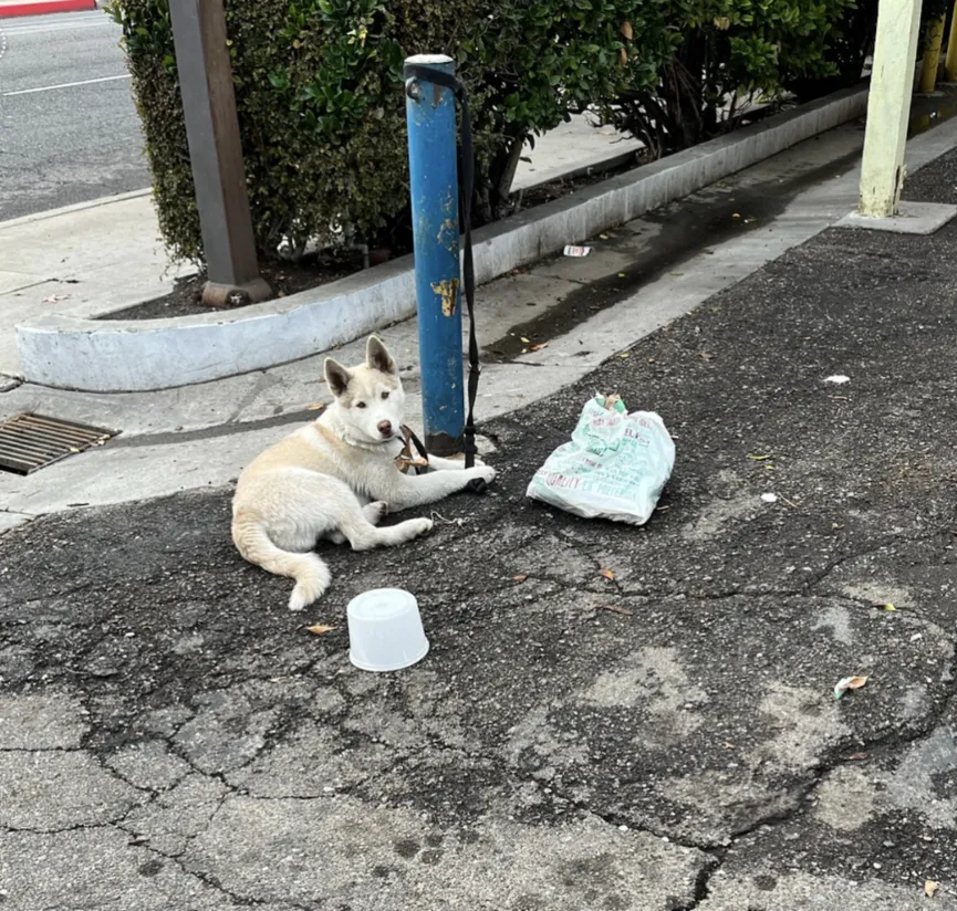 Beautiful white husky sat tied to pole for days until people with good hearts rescued him 2