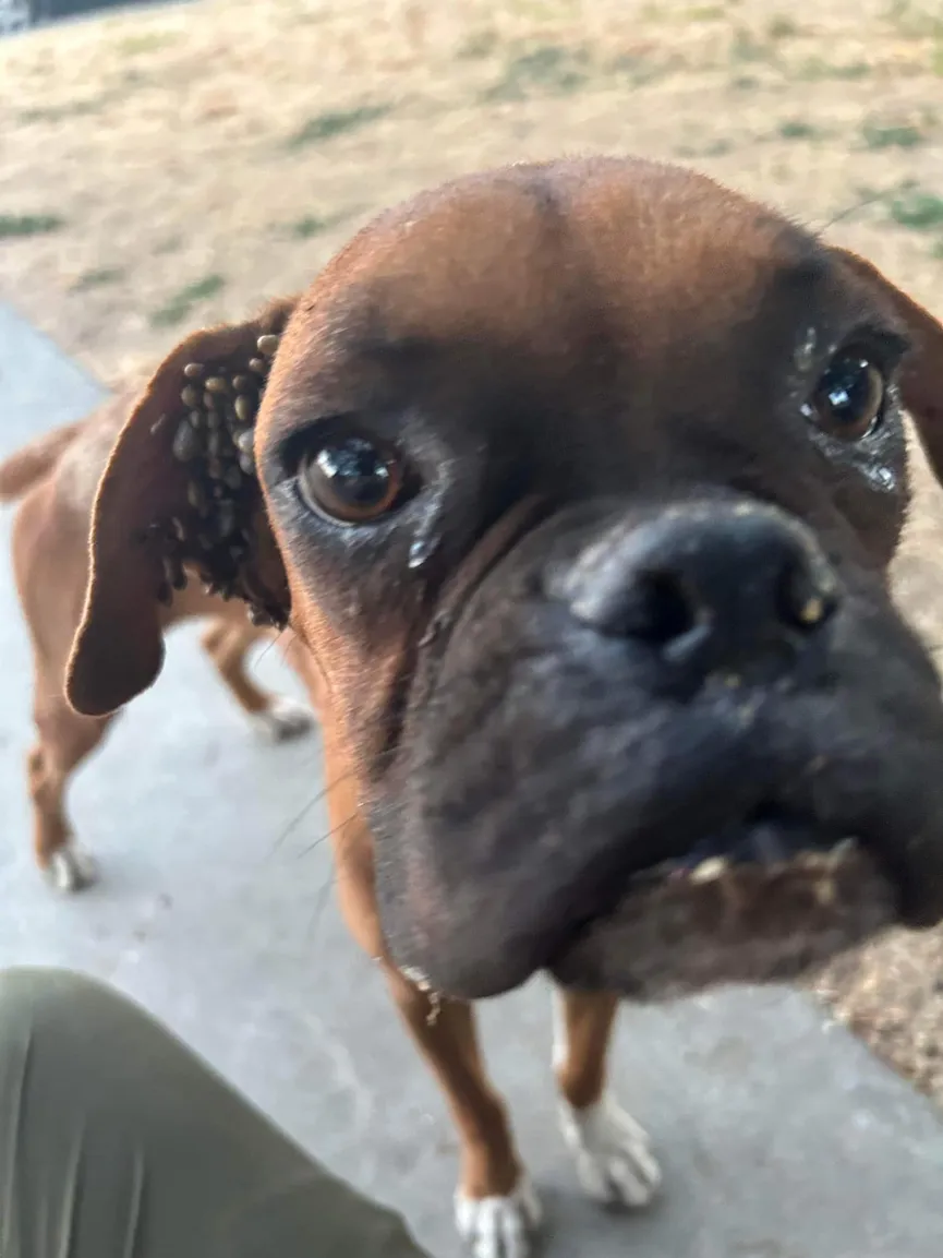 Boxer Puppy bedekt met teken zakt in elkaar op de oprit van een vreemde op zoek naar hulp 3