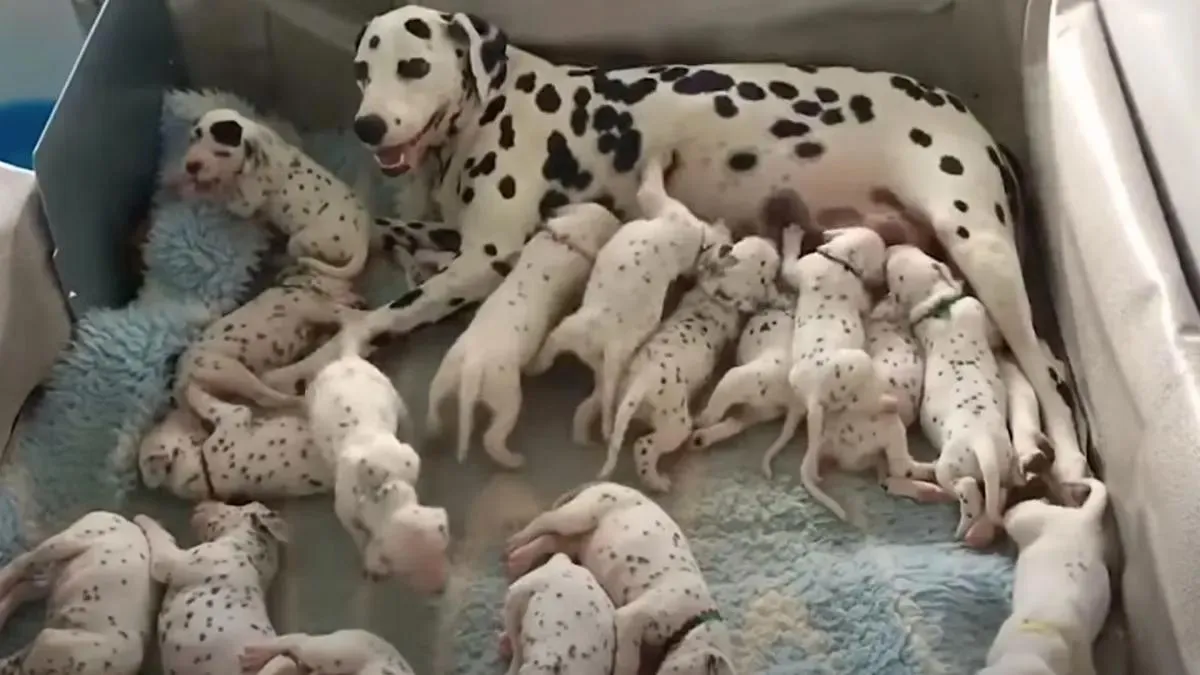 Dierenarts zegt dat dalmatiër 3 puppy's krijgt, maar hond bevalt van 18 pups 1