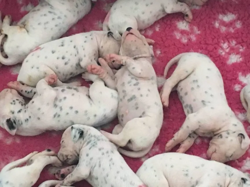 Dierenarts zegt dat dalmatiër 3 puppy's krijgt, maar hond bevalt van 18 pups 3-resized