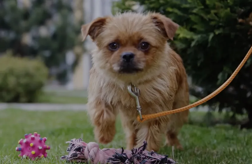 Dog On Chain Begs Rescuers Not To Take Away Her Little Puppy 7