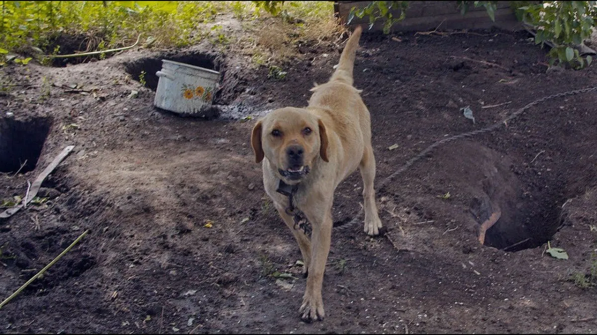 Dog that was chained and abused outside is rescued after neighbor calls rescue organization 1