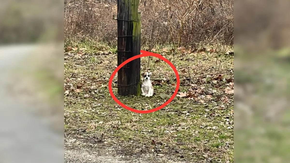 Driver deeply saddened as he looks out window and sees small dog tied to tree 1