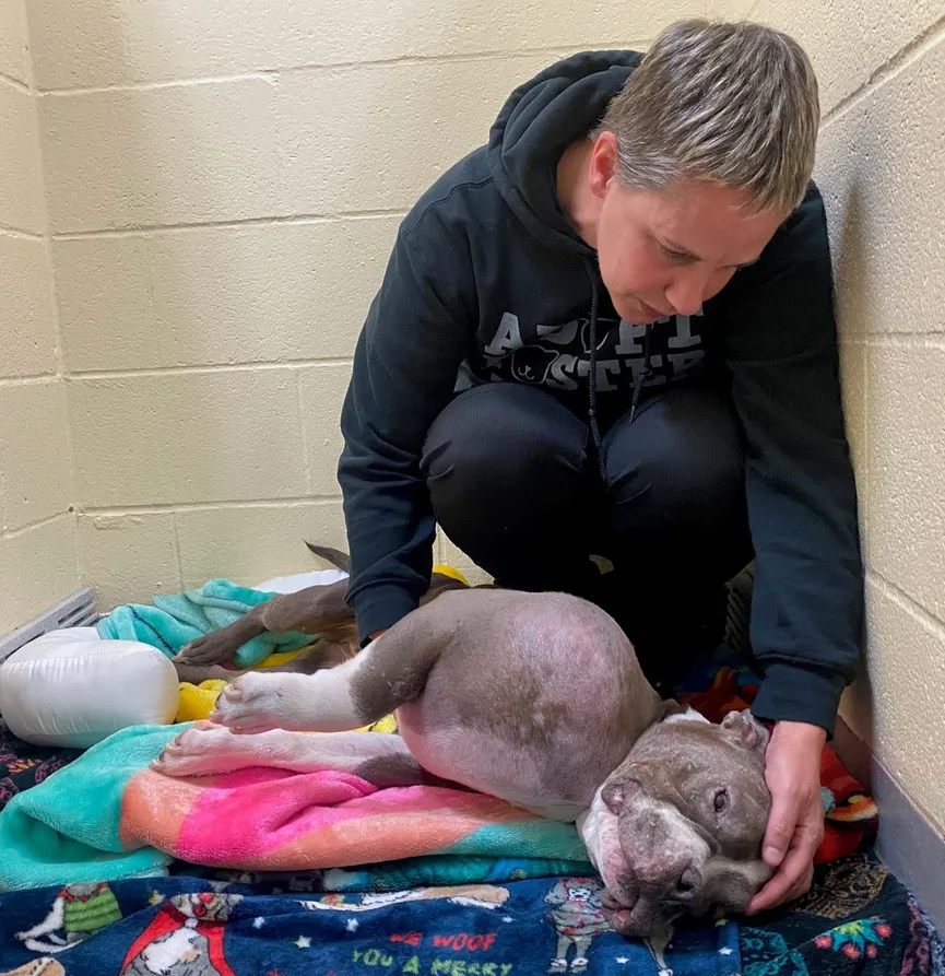 Geredde pitbull met tumor zo groot als een volleybal krijgt een tweede kans 2