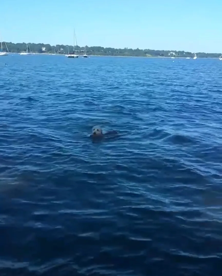 Golden Retriever redt een jong hertje van verdrinking en blijft voor hem zorgen 3