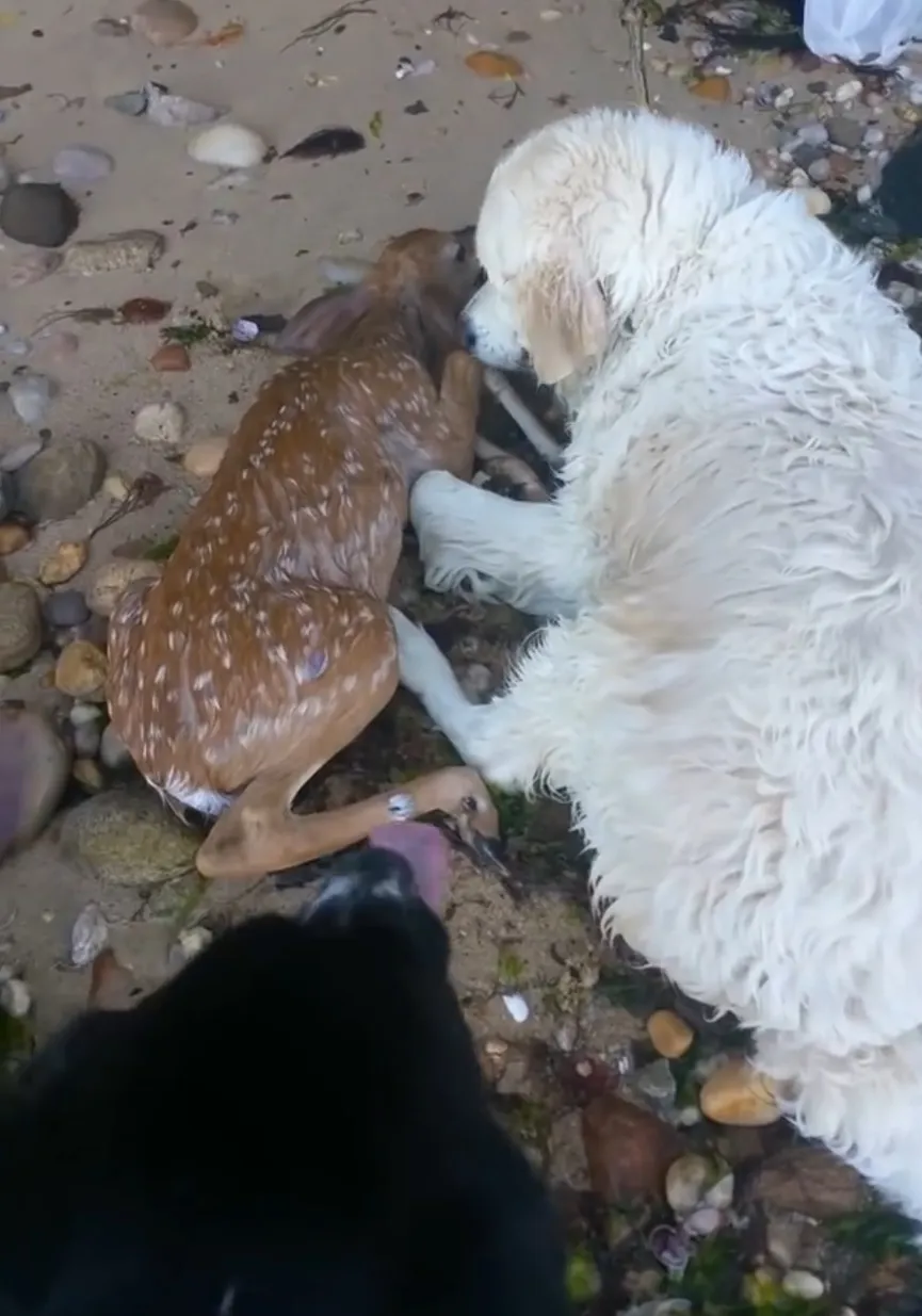 Golden Retriever redt een jong hertje van verdrinking en blijft voor hem zorgen 5