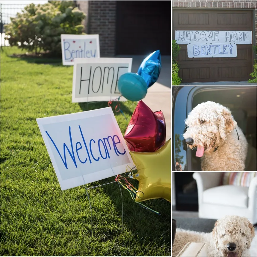 Goldendoodle die ongeluk overleefde wonderbaarlijk teruggevonden na drie weken 5