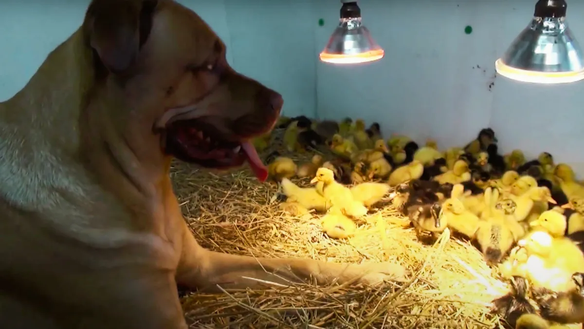 Grote hond waakt over 200 jonge eendjes 1