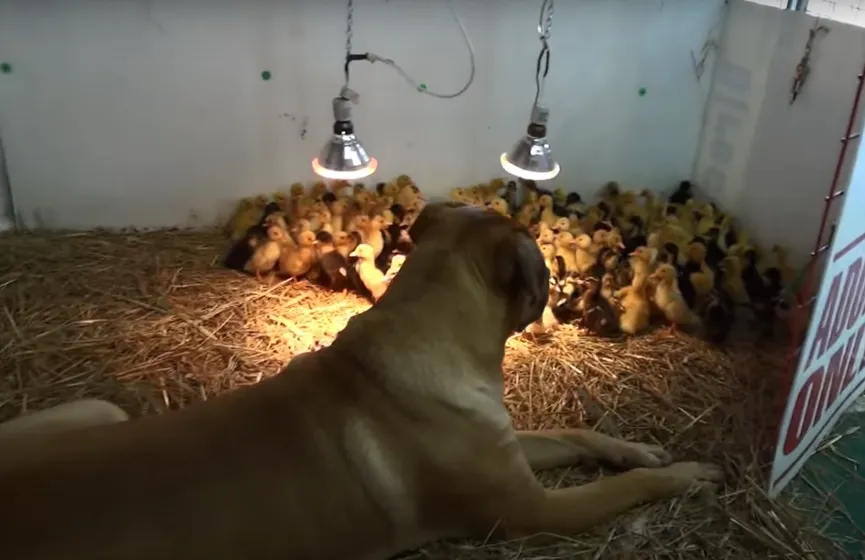 Grote hond waakt over 200 jonge eendjes 2