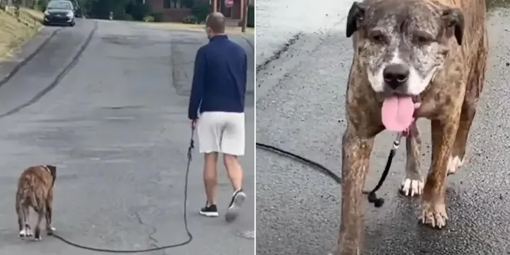 Hele buurt komt opdagen voor laatste wandeling van hond met terminale kanker 1