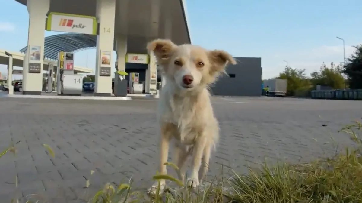 Hond gered bij benzinestation slaapt voor het eerst in een bed 1