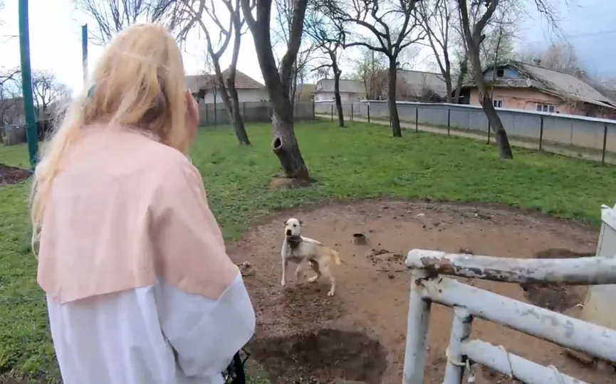 Hond zijn hele leven vastgeketeked aan zware ketting kan vreugde niet verbergen als hij zijn redder ziet 3