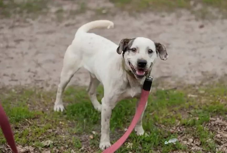 Hond zijn hele leven vastgeketeked aan zware ketting kan vreugde niet verbergen als hij zijn redder ziet 7