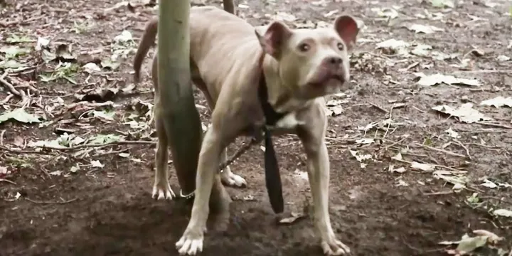 Jogger hoort wanhopig geblaf in het bos en besluit iets te doen 1