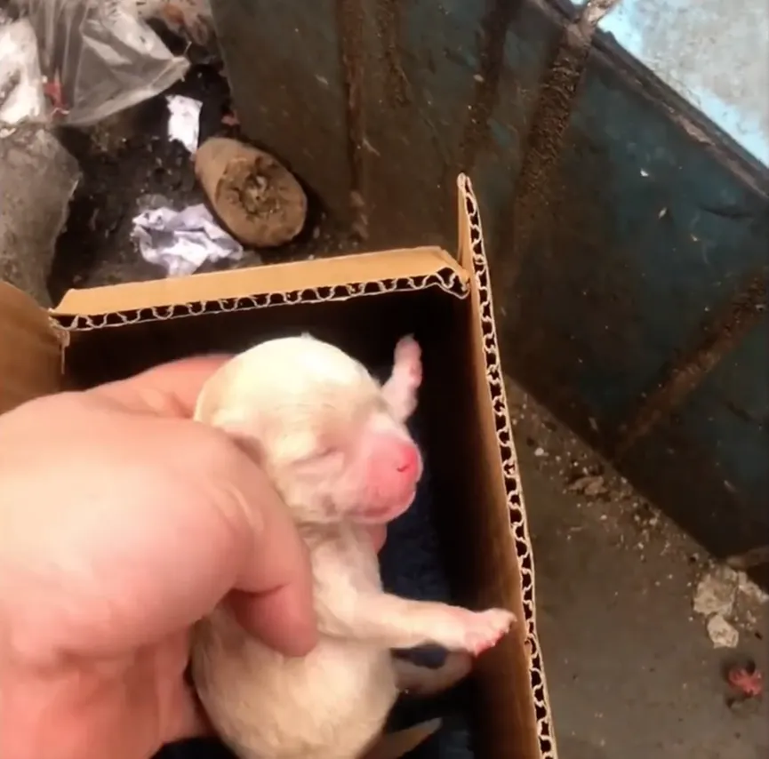 Man can't believe his eyes when he discovers what's crying next to garbage 3