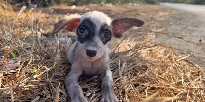 Man komt lieve zwerfpup tegen en geeft haar een gouden mandje 1