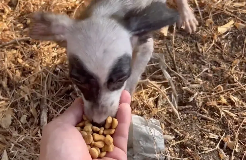 Man komt lieve zwerfpup tegen en geeft haar een gouden mandje 3