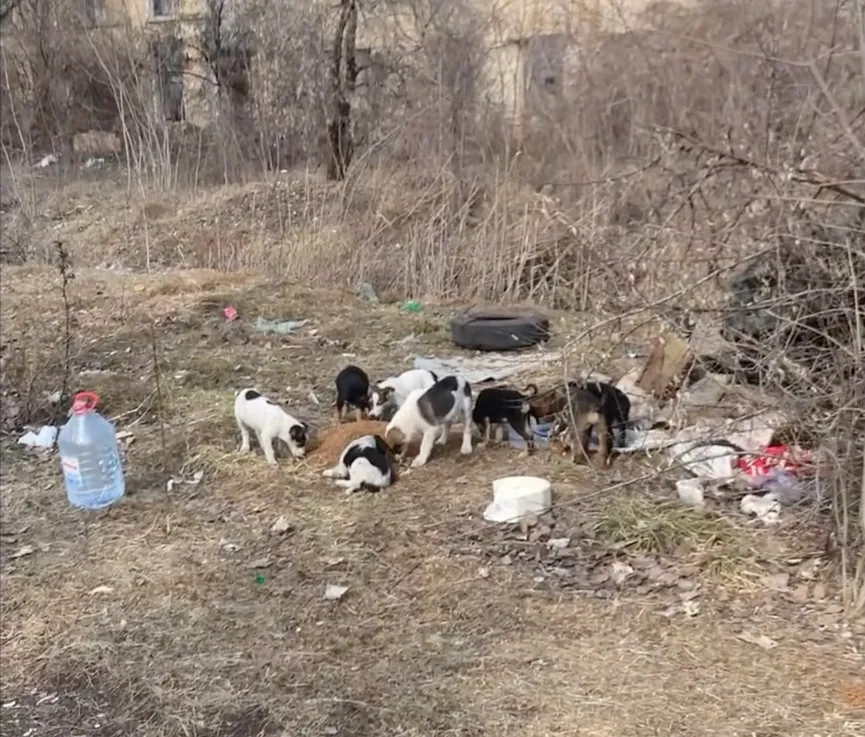 Mother dog reunited with her stolen puppies and she cries with joy 3