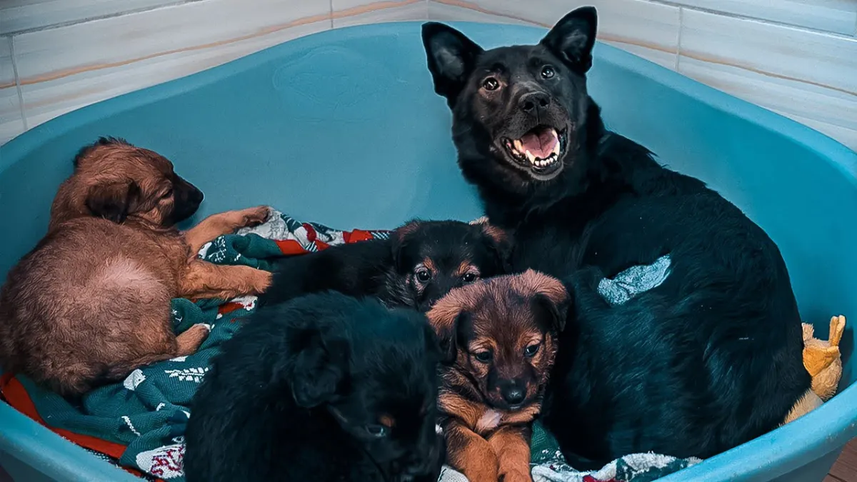 Mother dog reunited with stolen puppies and she can't stop smiling 1