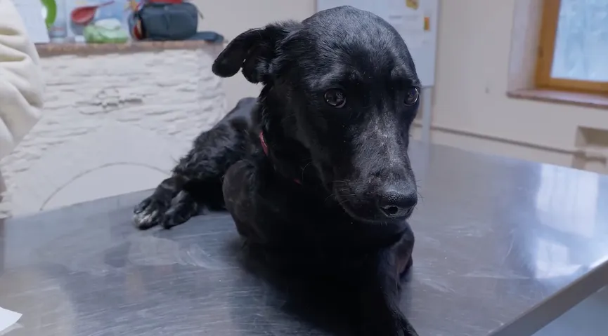 Mother dog reunited with stolen puppies and she can't stop smiling 5