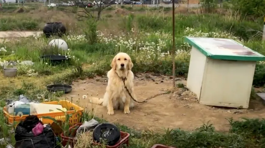 Neglected dog tied to chain never experienced love until someone rescued her 2