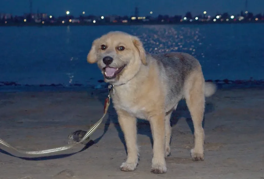 Owner sells his house and leaves dog behind 6