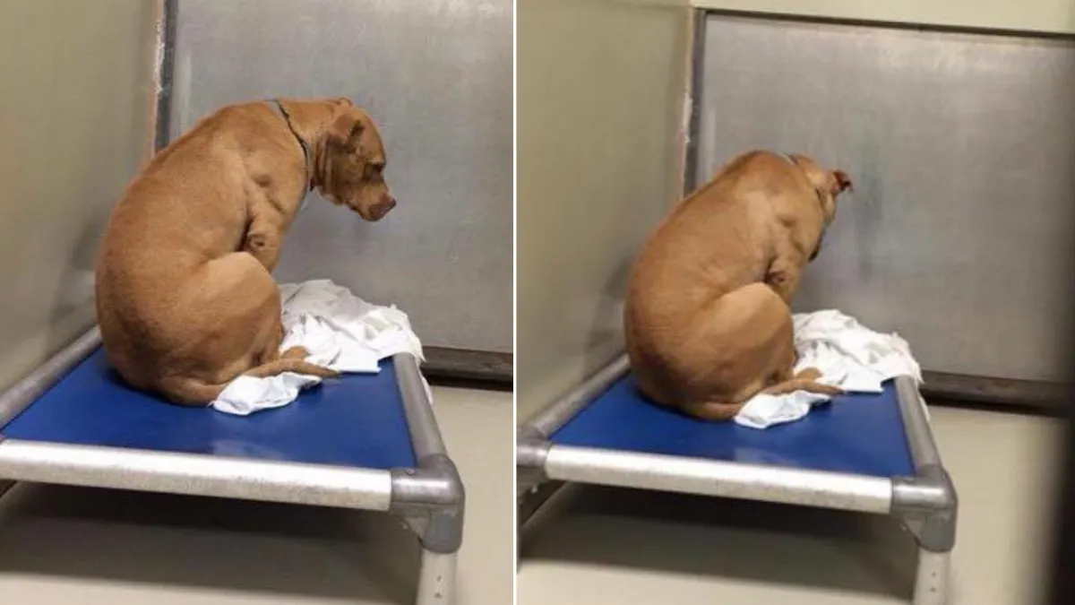 Pitbull Is Devastated After Being Returned To The Shelter Again 1a