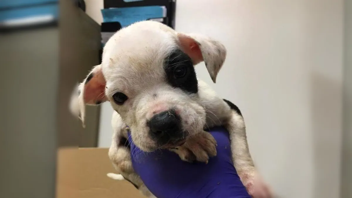 Puppy Abandoned In A Park Because He Is Different Finally Finds Owners Who Love Him As He Is 1