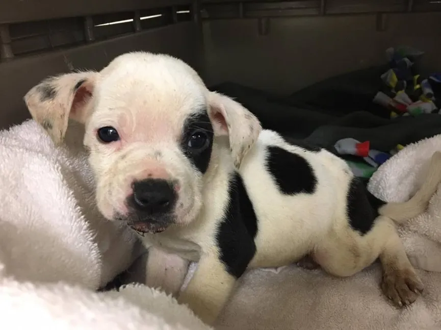 Puppy Abandoned In A Park Because He Is Different Finally Finds Owners Who Love Him As He Is 5