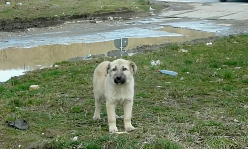 Puppy Abandoned On Busy Road Offers His Paw And Asks To Be Rescued 2