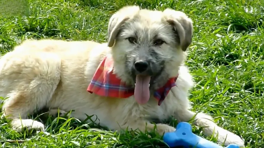 Puppy Abandoned On Busy Road Offers His Paw And Asks To Be Rescued 6