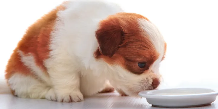 Puppy Feeding