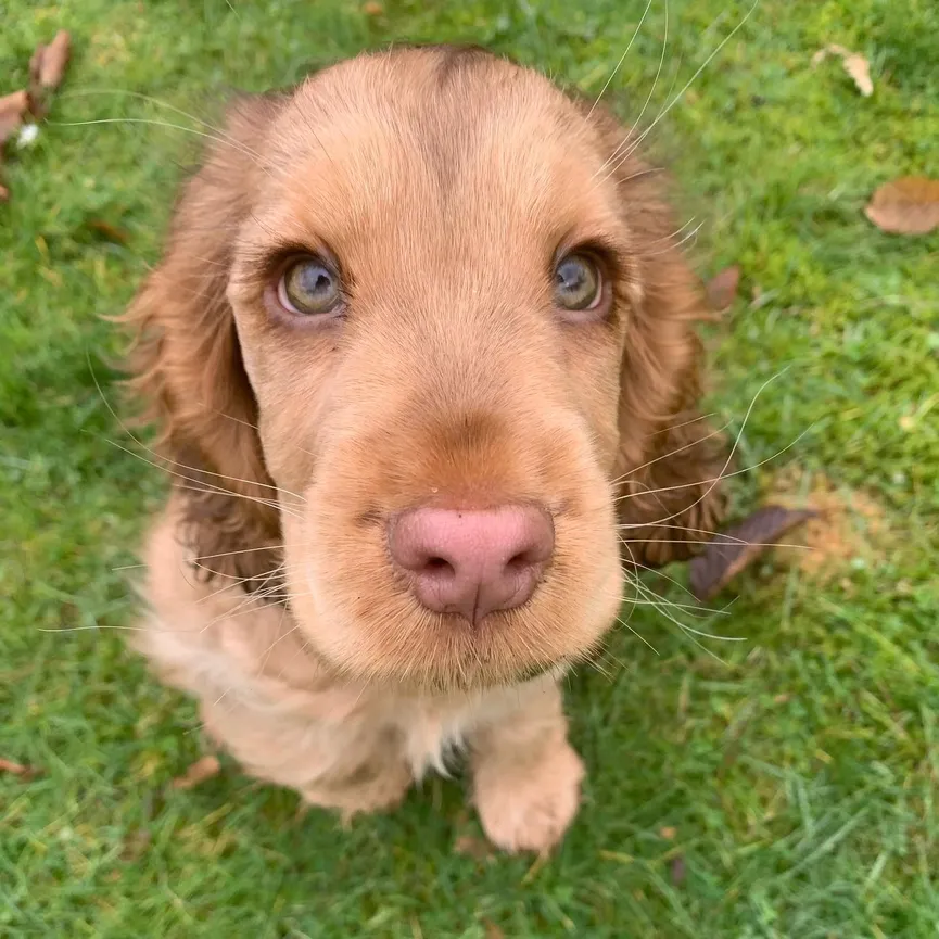 Puppy met schattige ogen verbaast internet 5