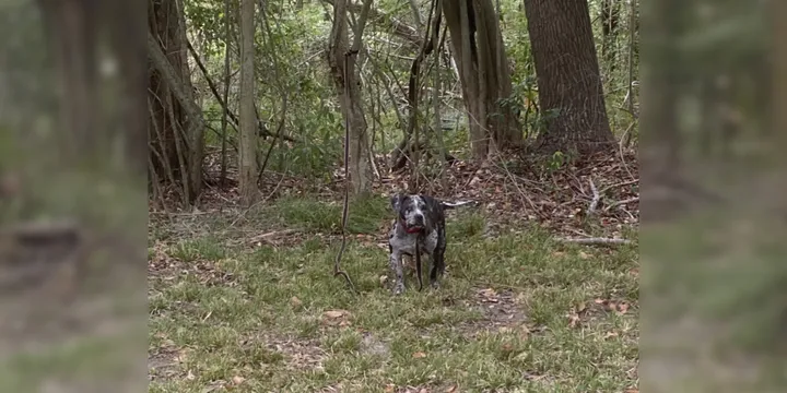 Rescuers deeply saddened as they find sweet dog tied up next to cemetery 1