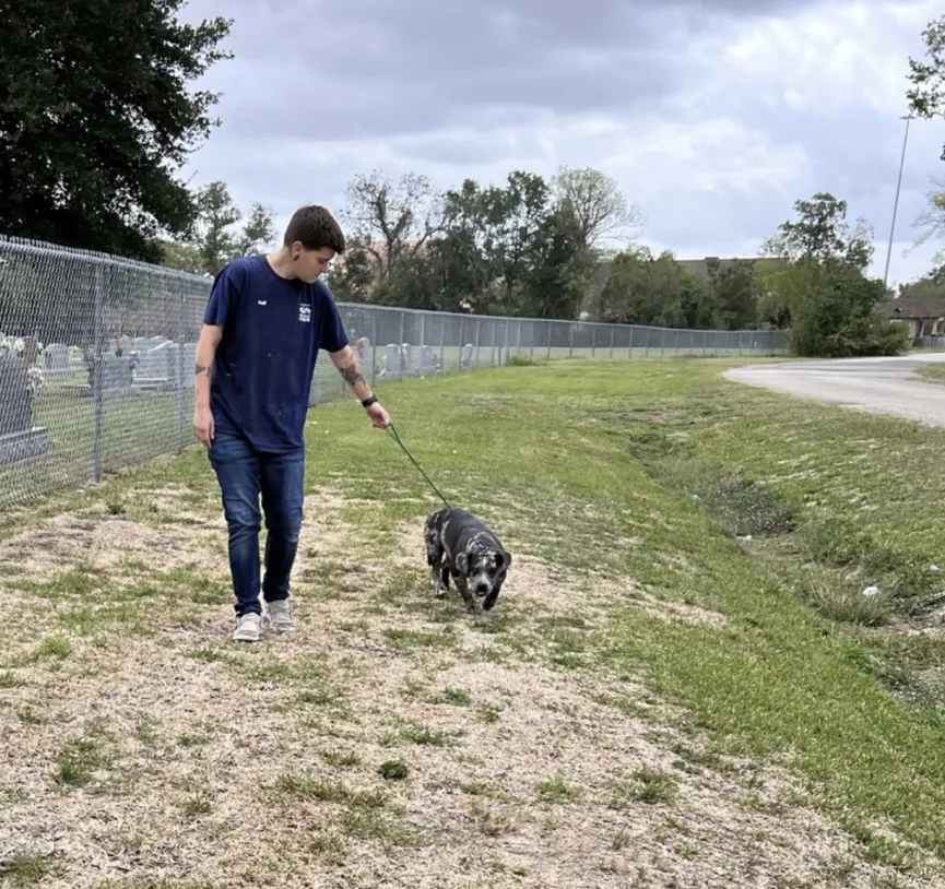 Rescuers deeply saddened as they find sweet dog tied up next to cemetery 4