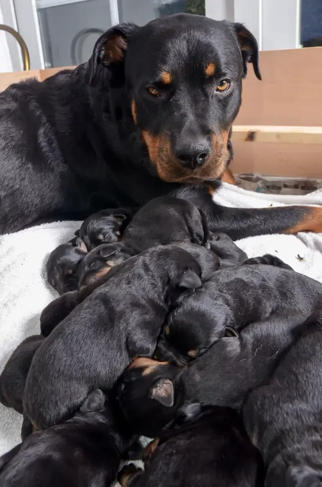 Rottweiler werpt één van de grootste nesten ooit 5