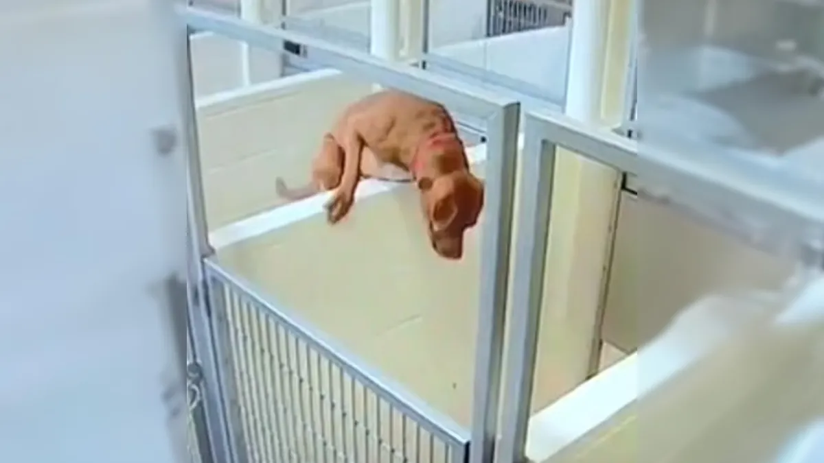 Shelter Dog Jumps Over Kennel To Be With Her Best Friend 1
