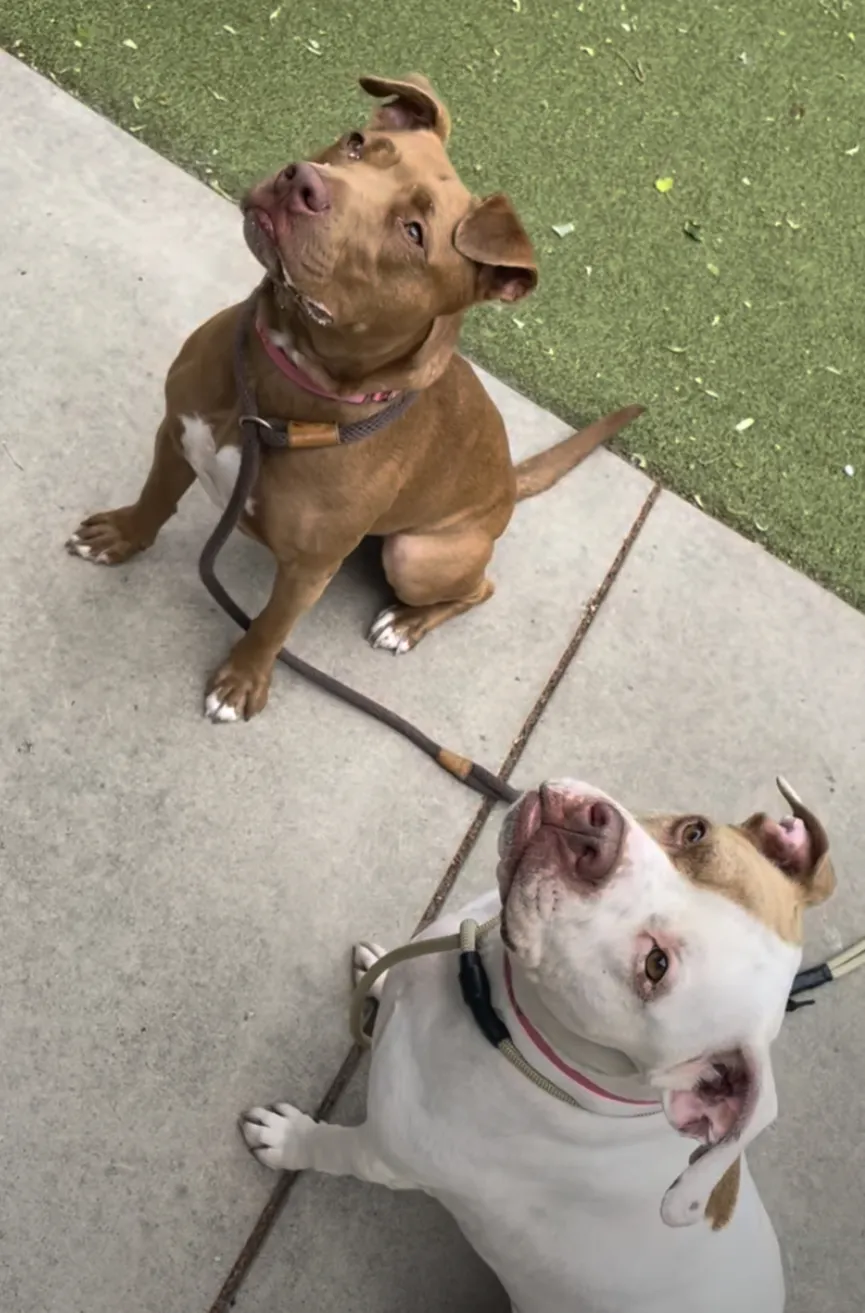 Shelter Dog Jumps Over Kennel To Be With Her Best Friend 6