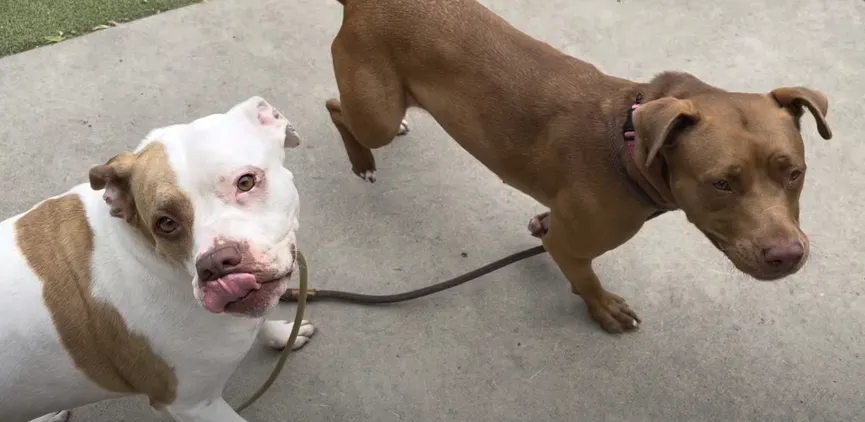 Shelter Dog Jumps Over Kennel To Be With Her Best Friend 5