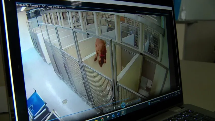 Shelter Dog Jumps Over Kennel To Be With Her Best Friend 4